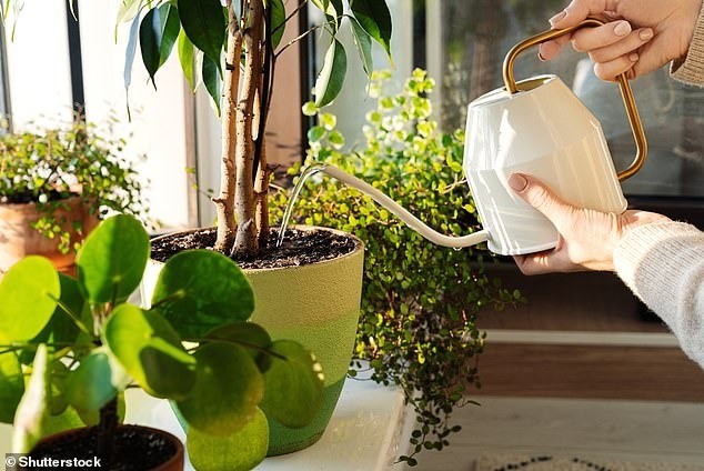Mô hình trồng cây cảnh, hoa lá trong nhà vẫn tiếp tục được nhiều người yêu thích trong năm 2024. Mô hình trồng cây cảnh, hoa lá trong nhà vẫn tiếp tục được nhiều người yêu thích trong năm 2024.