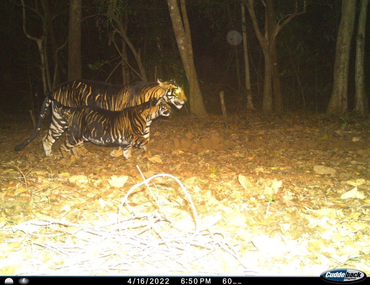 Những hình ảnh hiếm hoi về hổ đen quý hiếm ở Ấn Độ lần đầu lộ diện khiến dư luận kinh ngạc - Ảnh 1