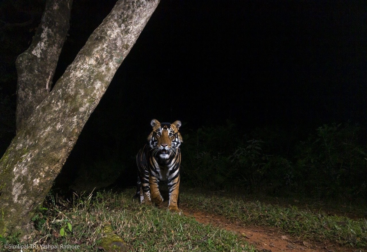 Những hình ảnh hiếm hoi về hổ đen ở Odisha khiến nhiều người kinh ngạc.  Ảnh: ParveenKaswan - Sở Lâm nghiệp Ấn Độ Indian Forest Service (IFS).