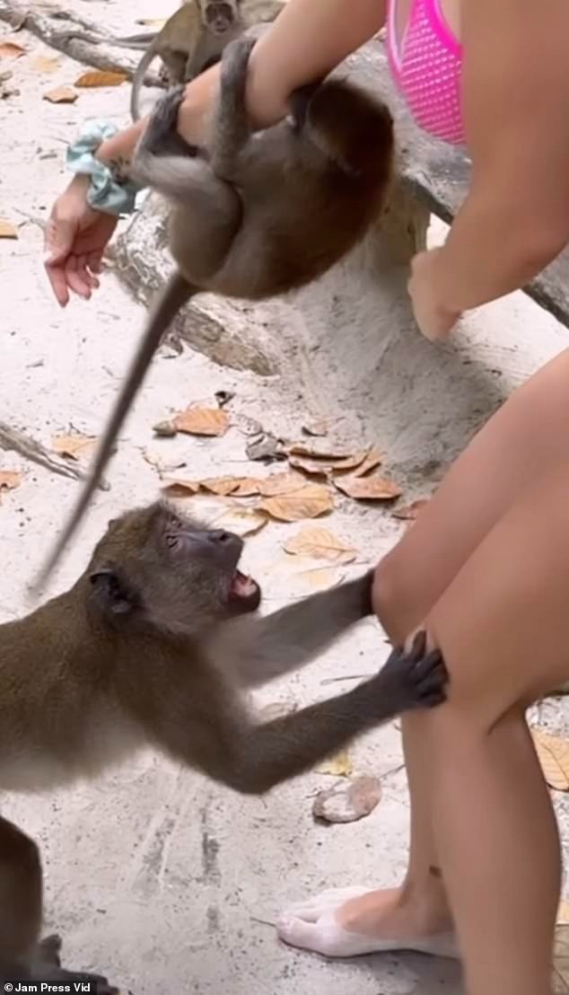 Cô vuốt ve chú khỉ con trước khi mẹ mẹ tiến tới và cắn vào đầu gối. Cô vuốt ve chú khỉ con trước khi mẹ mẹ tiến tới và cắn vào đầu gối.