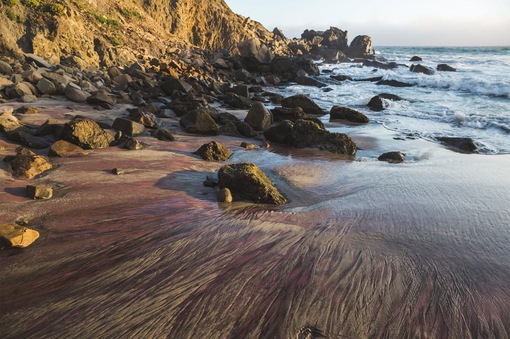 Bãi biển cát tím duy nhất được biết đến trên thế giới nằm ở California, Mỹ.