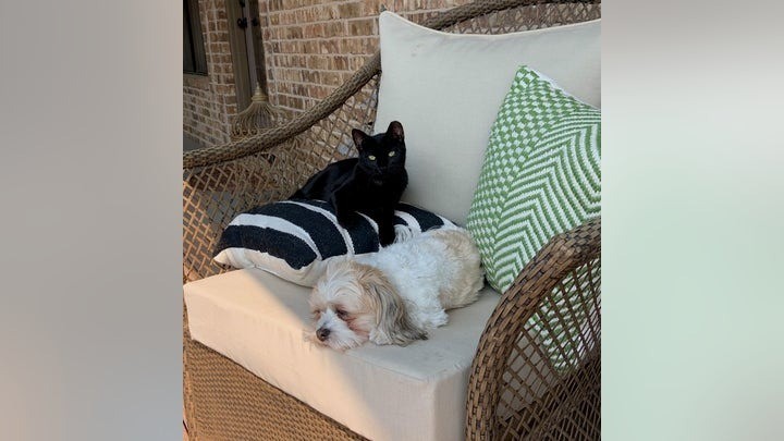 Chú mèo Binx chụp hình cùng Oakley - giống chó Havanese xinh xắn, dễ thương. Chú mèo Binx chụp hình cùng Oakley - giống chó Havanese xinh xắn, dễ thương.