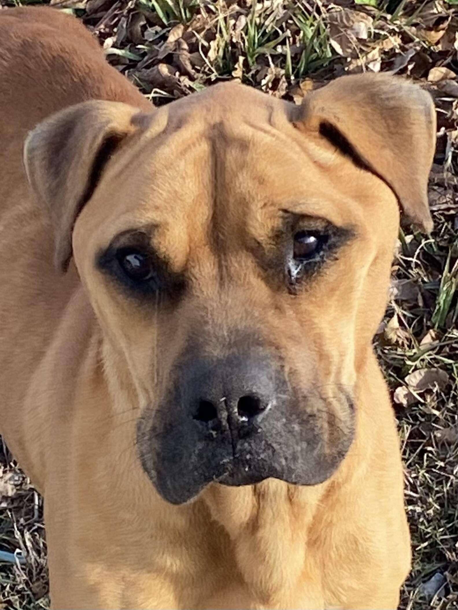 Chú chó Wilbur đáng thương bị chủ cũ bỏ rơi, không có đồ ăn hay nước uống trong nhiều tuần.