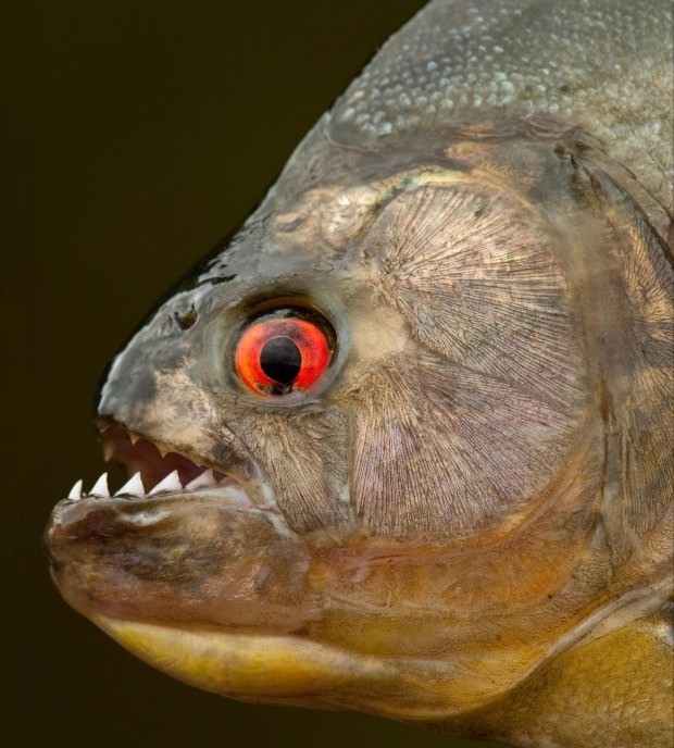 Cá piranha nổi tiếng với hàm răng sắc bén có thể ăn thịt người. Cá piranha nổi tiếng với hàm răng sắc bén có thể ăn thịt người.