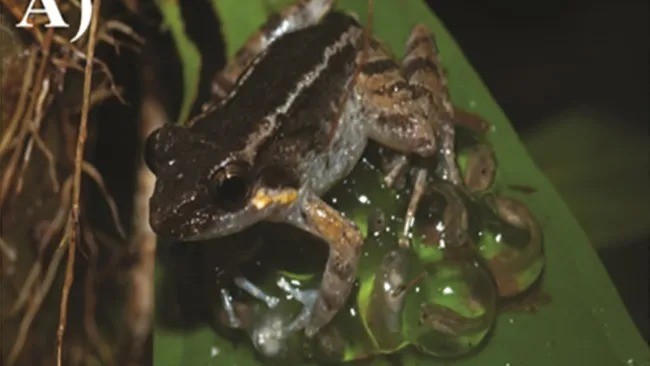 Ếch răng nanh Limnonectes phyllofolia đang ấp trứng. Ảnh Livescience. Ếch răng nanh Limnonectes phyllofolia đang ấp trứng. Ảnh Livescience.