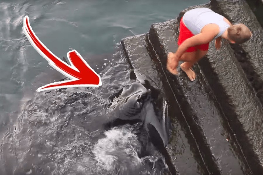 Con vật kỳ lạ 'bám' theo cậu bé 8 tuổi. Ảnh: happyread.net