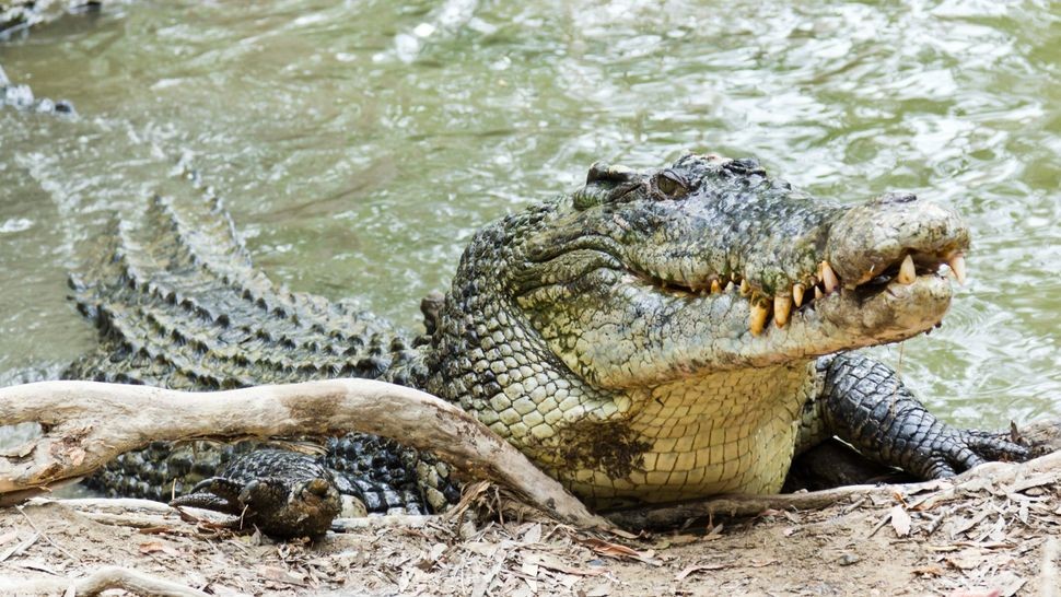 Cá sấu nước mặn (Crocodylus porosus) có lực cắn mạnh nhất so với bất kỳ loài động vật nào còn sống hiện nay. Ảnh: DianaLynne/Getty Images
