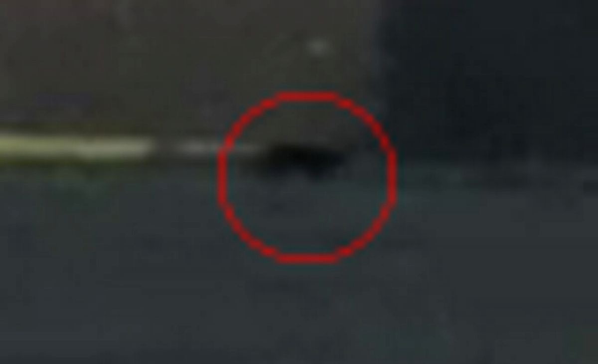 Con quái thú bí ẩn xuất hiện khá mờ ảo trong clip mà Becky quay được. (Ảnh: Dragonfly movies/SWNS)