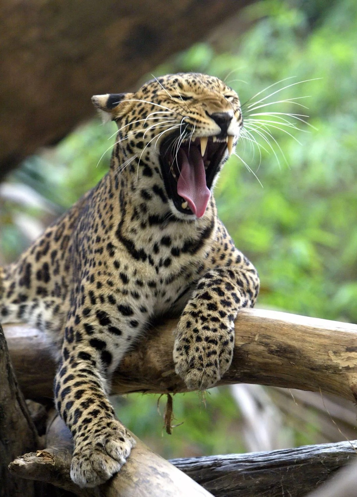 Các chuyên gia suy đoán rằng có thể có tới 600 con báo sống lang thang ở vùng nông thôn nước Anh (Ảnh: AFP)