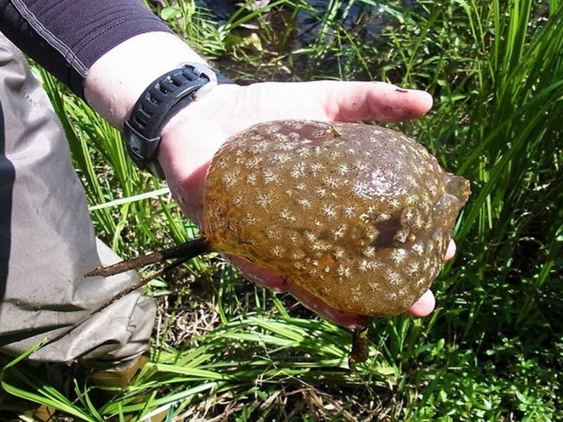 'SInh vật lạ' này có tên khoa học là Pectinatella Magnifica. 'SInh vật lạ' này có tên khoa học là Pectinatella Magnifica.