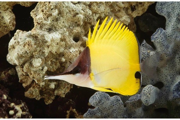 12 loài cá kỳ lạ nhất thế giới, có loài còn có khả năng bay với 'đôi cánh' trong suốt - Ảnh 7 12 loài cá kỳ lạ nhất thế giới, có loài còn có khả năng bay với 'đôi cánh' trong suốt - Ảnh 7