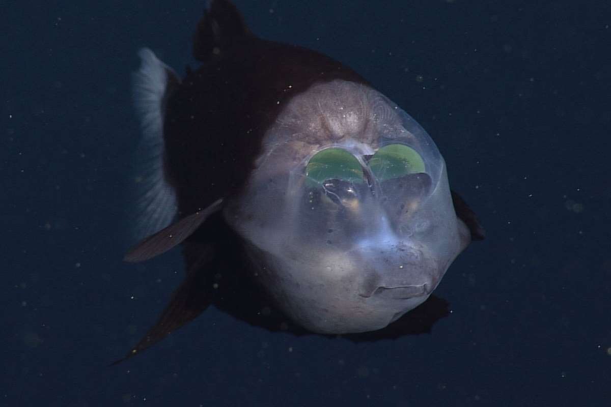 12 loài cá kỳ lạ nhất thế giới, có loài còn có khả năng bay với 'đôi cánh' trong suốt - Ảnh 1