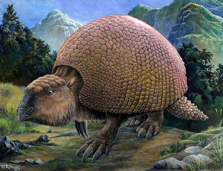 Vật mà Mateo tìm thấy là một mảnh mai của loài Glyptodont. Ảnh Internet. Vật mà Mateo tìm thấy là một mảnh mai của loài Glyptodont. Ảnh Internet.