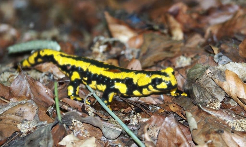 Ảnh minh họa. Ảnh everyday-tricks