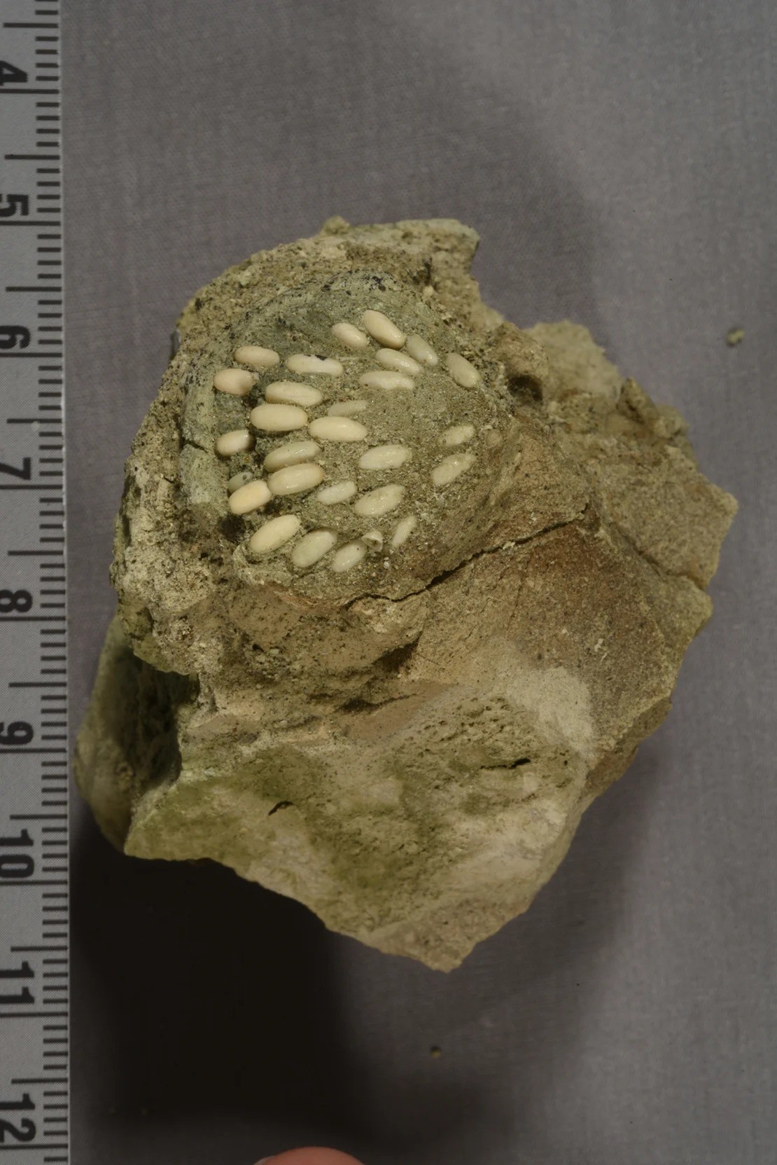 Christopher Schierup, người quản lý bộ sưu tập của Dịch vụ Công viên Quốc gia, lần đầu tiên phát hiện ra hóa thạch vào năm 2012 tại Đài tưởng niệm Quốc gia Giường hóa thạch John Day ở Mitchell, Oregon. Ảnh CNN.