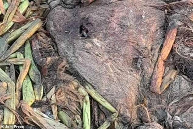 Các chuyên gia môi trường và ngư dân tìm thấy loài động vật có vú dưới biển này trấn an người dân đang lo lắng rằng sinh vật này chỉ là một con hải cẩu bình thường. Ảnh Dailymail. Các chuyên gia môi trường và ngư dân tìm thấy loài động vật có vú dưới biển này trấn an người dân đang lo lắng rằng sinh vật này chỉ là một con hải cẩu bình thường. Ảnh Dailymail.