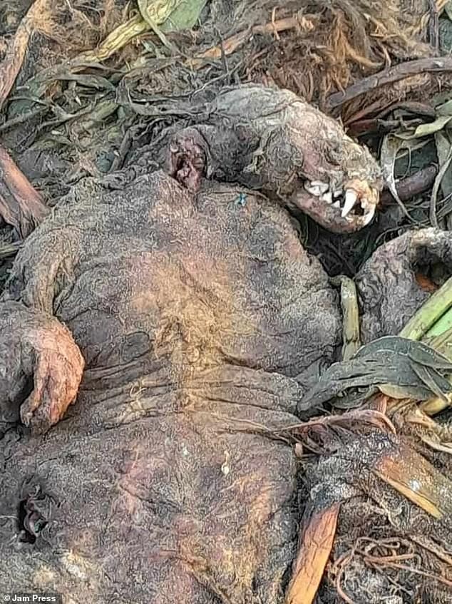 Các ngư dân ở Centla, Mexico, tuần này đã phát hiện ra một sinh vật chết có đặc điểm của một con hải cẩu sau khi nó dạt vào bờ biển Pico de Oro ở bang Tabasco thuộc vùng Vịnh. Ảnh Dailymail. Các ngư dân ở Centla, Mexico, tuần này đã phát hiện ra một sinh vật chết có đặc điểm của một con hải cẩu sau khi nó dạt vào bờ biển Pico de Oro ở bang Tabasco thuộc vùng Vịnh. Ảnh Dailymail.