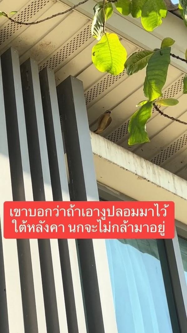Người phụ nữ đặt con rắn giả để dọa chim. Ảnh chụp màn hình. Người phụ nữ đặt con rắn giả để dọa chim. Ảnh chụp màn hình.