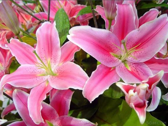 7 loại hoa tuyệt đối không dùng cúng Rằm, 1 thứ đại kỵ xuất hiện trên bàn thờ nhiều gia đình 1 7 loại hoa tuyệt đối không dùng cúng Rằm, 1 thứ đại kỵ xuất hiện trên bàn thờ nhiều gia đình 1