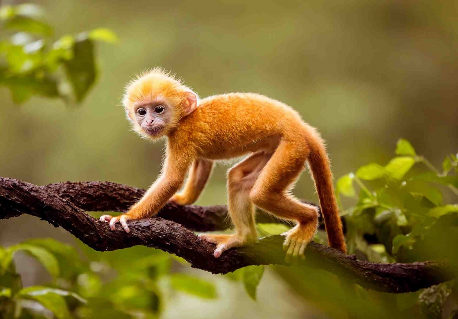 Lựa chọn tuổi xông đất cho tuổi Canh Thân 1980. Ảnh: Internet