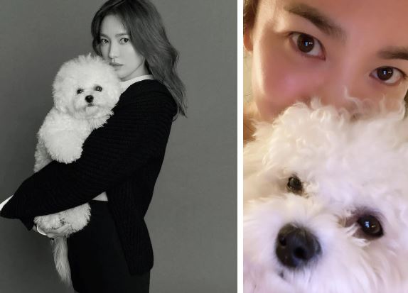 Song Hye Kyo cực kỳ cưng chiều chú cún cưng này. Ảnh: Internet Song Hye Kyo cực kỳ cưng chiều chú cún cưng này. Ảnh: Internet