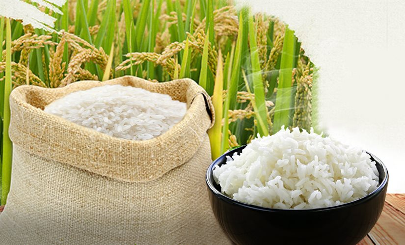 Giá lúa gạo hôm nay 12/8 có nhiều biến động trái chiều khi giá lúa tiếp tục xu hướng tăng trong khi giá gạo đang có xu hướng bình ổn. Ảnh: Internet Giá lúa gạo hôm nay 12/8 có nhiều biến động trái chiều khi giá lúa tiếp tục xu hướng tăng trong khi giá gạo đang có xu hướng bình ổn. Ảnh: Internet