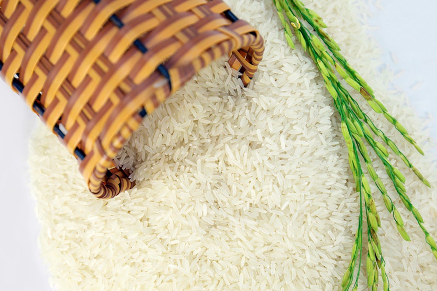 Giá lúa gạo hôm nay 10/9: Tụt giảm không phanh 1