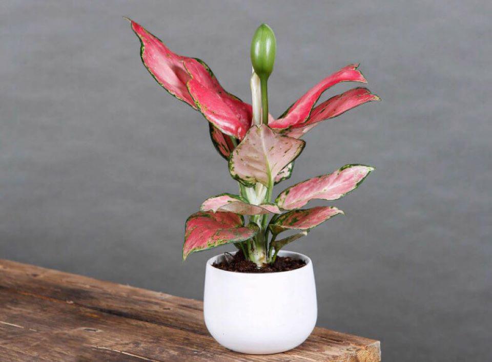 Cây vạn lộc là cây mang đến nhiều tài lộc. Ảnh: Internet