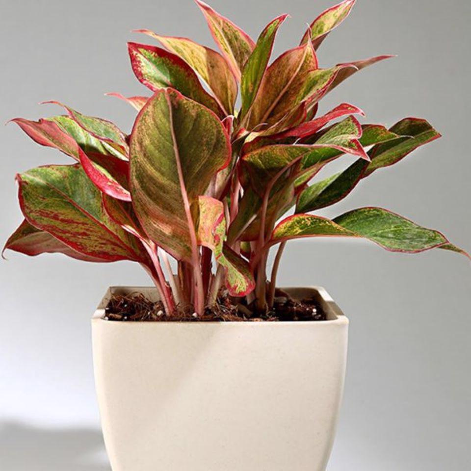 Cây phú quý có khả năng thanh lọc không khí. Ảnh: Internet