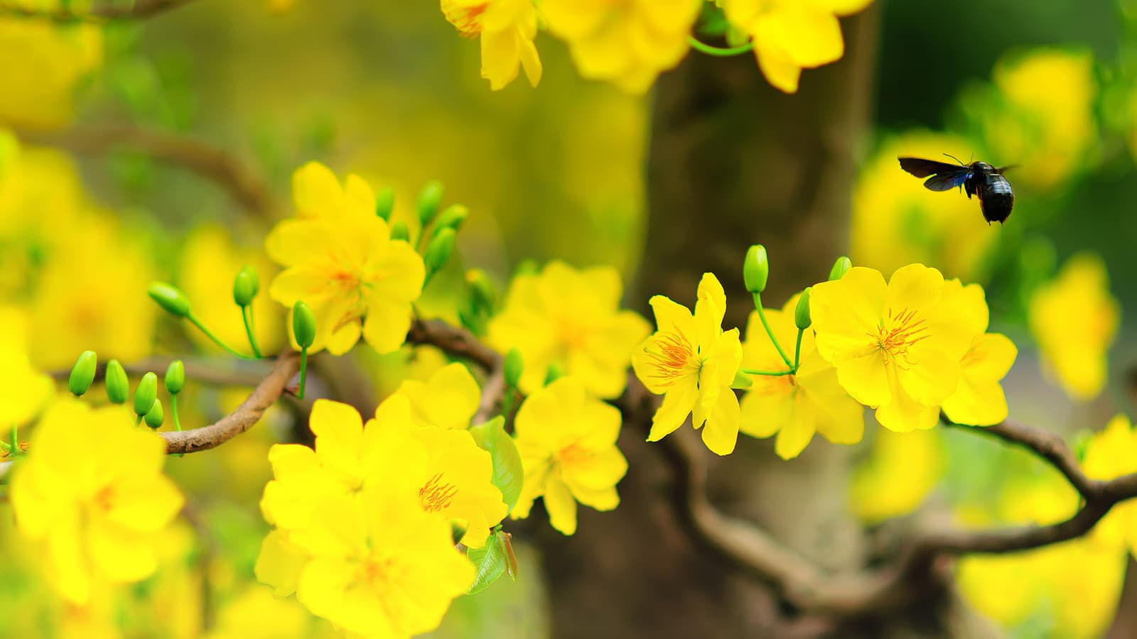 8 loại hoa nên đặt lên bàn thờ cúng ông Công ông Táo để hút tài lộc cả năm  2