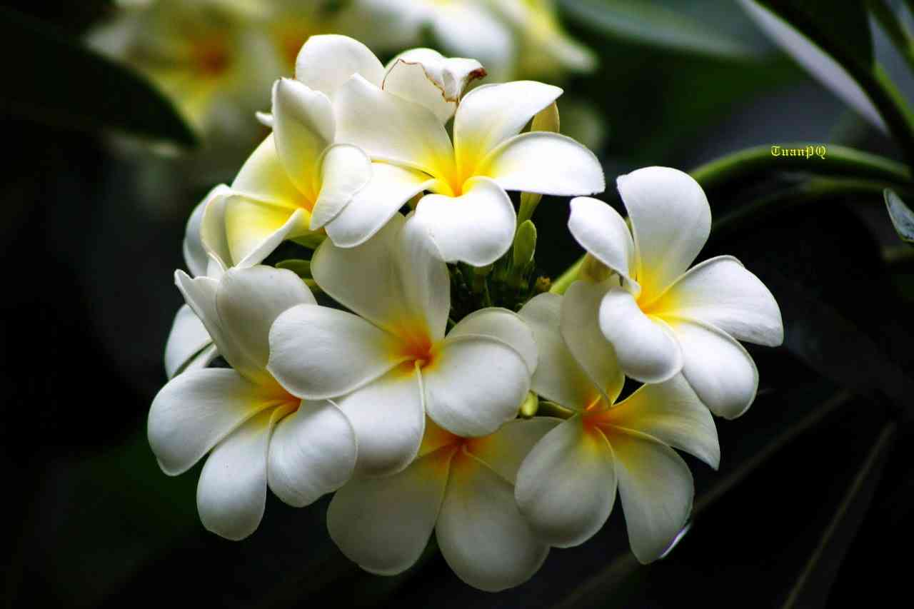 5 loại hoa không nên bày lên bàn thờ ngày Tết Nguyên đán tránh hao tổn phúc khí 3