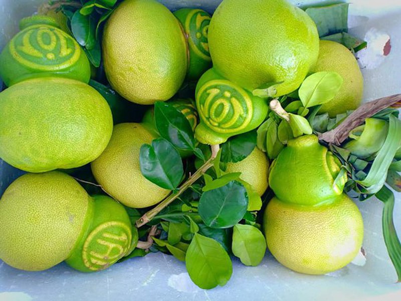 Quả bưởi là một trong những loại quả được các gia chủ đặt lên bàn thờ gia tiên dịp Tết Nguyên đán. Ảnh: Internet Quả bưởi là một trong những loại quả được các gia chủ đặt lên bàn thờ gia tiên dịp Tết Nguyên đán. Ảnh: Internet