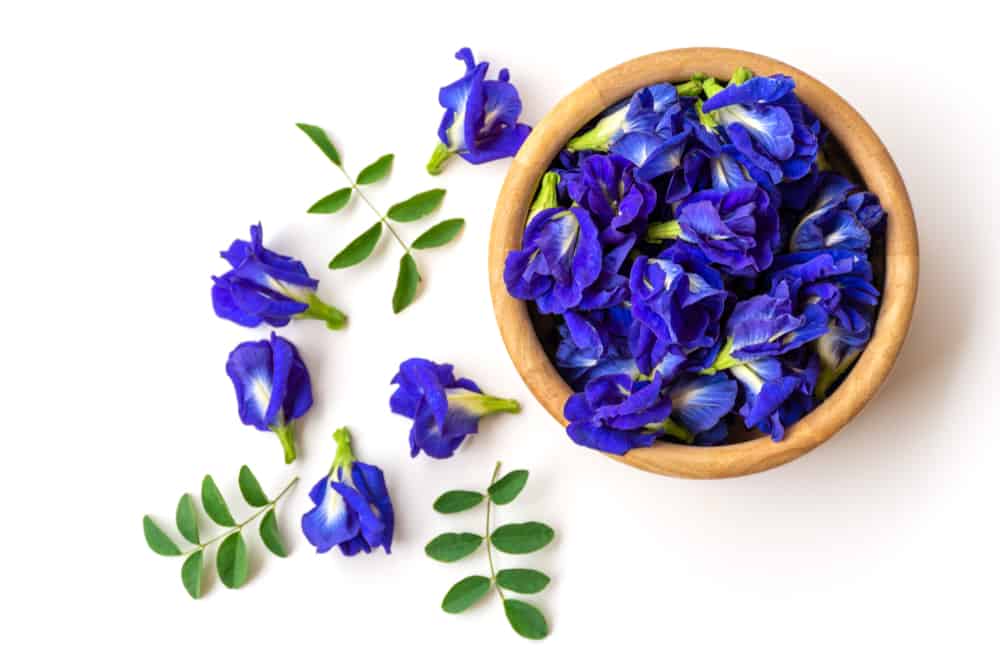 Hoa đậu biếc có tác dụng thanh nhiệt và giải độc gan. Ảnh: Internet