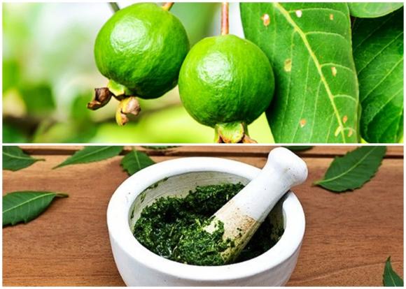 Lá ổi có công dụng chữa tiêu chảy hiệu quả. Ảnh: Internet Lá ổi có công dụng chữa tiêu chảy hiệu quả. Ảnh: Internet