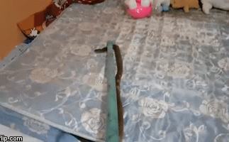 Rùng mình cảnh rắn hổ mang chúa trốn dưới đệm ở Thái Lan