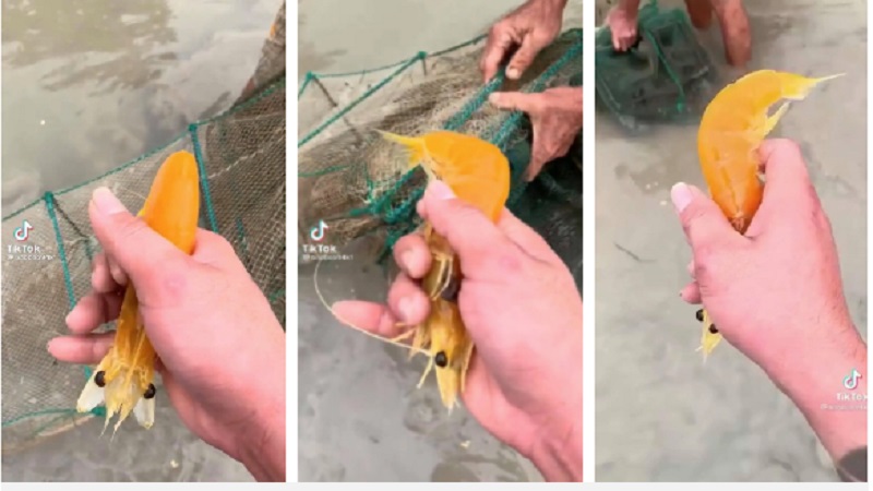 Có thể cá thể tôm này bị đột biến nên mới có màu sắc khác lạ như vậy.