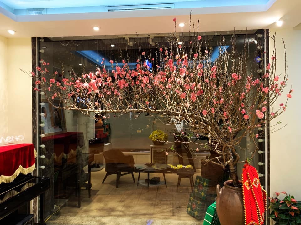 Những cành đào dáng huyền được chưng trong nhà vào dịp Tết, mang đến hơi ấm cùng cảm giác vui vẻ cho ngôi nhà của bạn trong những ngày đầu năm.