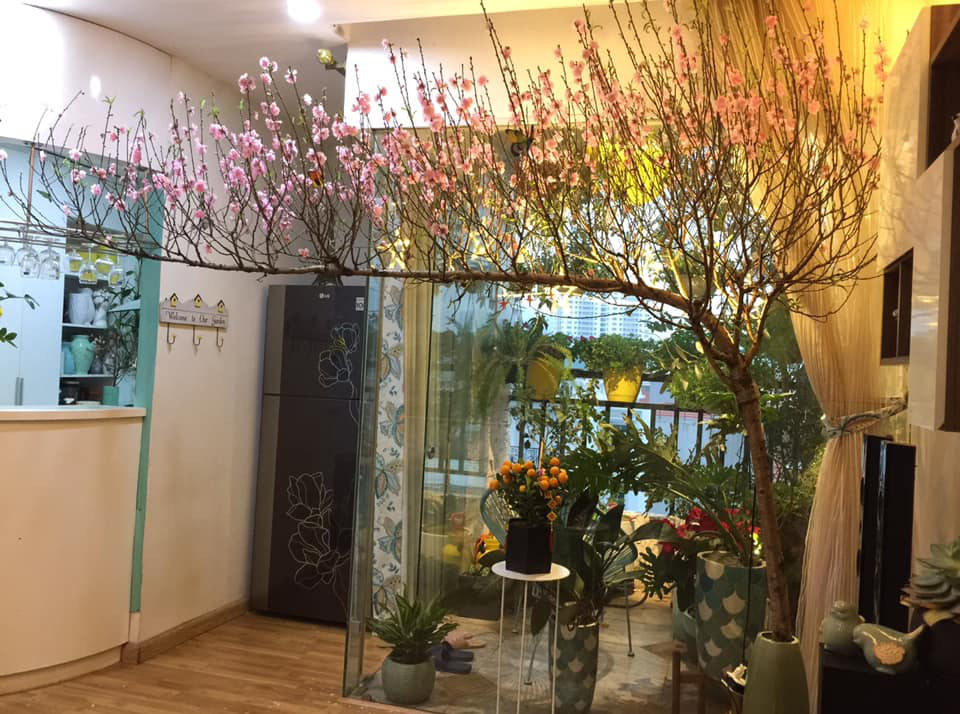 Chuyên gia phong thuỷ chỉ cách chọn đào chơi Tết vừa trị bách quỷ, vừa đón tài lộc