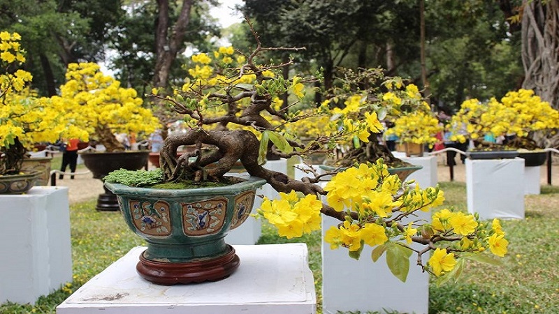 Cây mai sẽ hoàn hảo hơn nếu bạn chọn được những gốc mai có vẻ sương gió, rêu bám trên vỏ thân. Điều này làm tôn thêm vẻ đẹp cổ kính của chậu mai. Cây mai sẽ hoàn hảo hơn nếu bạn chọn được những gốc mai có vẻ sương gió, rêu bám trên vỏ thân. Điều này làm tôn thêm vẻ đẹp cổ kính của chậu mai.