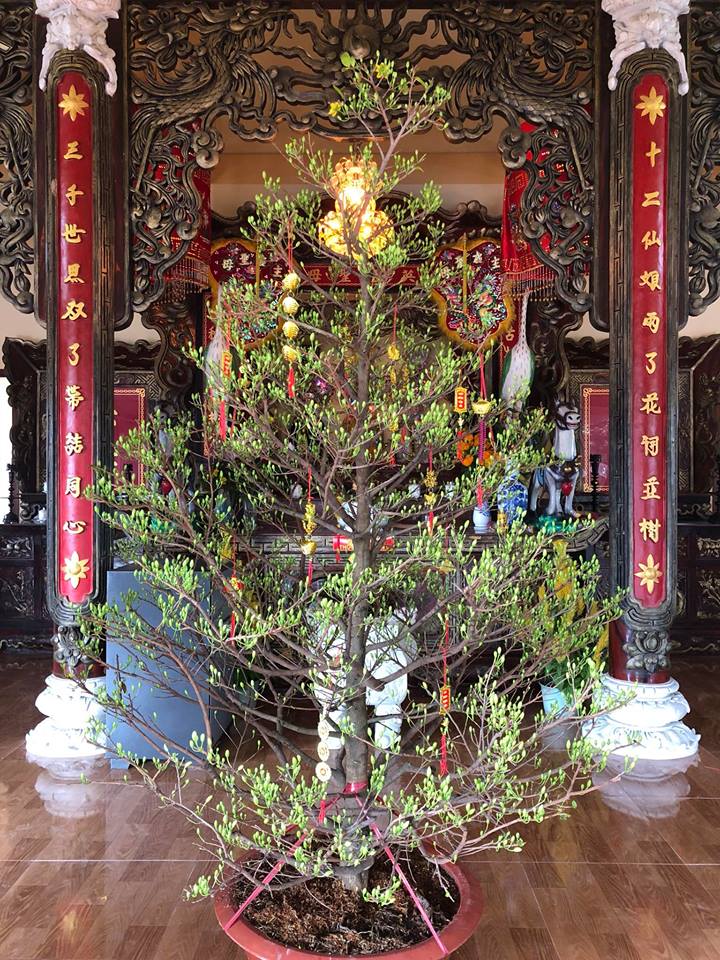 Bạn nên chọn những cây có hoa kèm một ít lá, những chiếc lá màu xanh nõn hoặc đỏ tía sẽ mang lại lộc vào năm mới cho gia chủ. Bạn nên chọn những cây có hoa kèm một ít lá, những chiếc lá màu xanh nõn hoặc đỏ tía sẽ mang lại lộc vào năm mới cho gia chủ.
