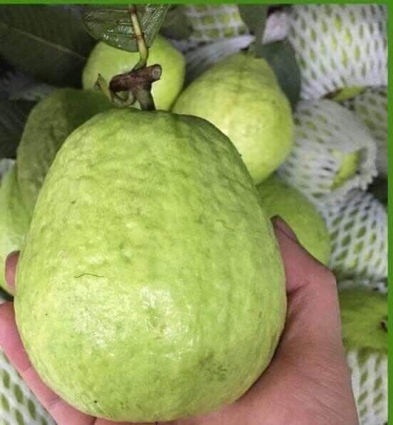 Những thực phẩm giúp giải rượu, bia dành cho các 'thần cồn' nhậu thả ga dịp Tết này Những thực phẩm giúp giải rượu, bia dành cho các 'thần cồn' nhậu thả ga dịp Tết này