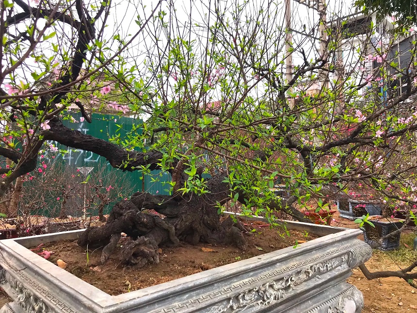 Cây đào phai với những cành dài, tán rộng. Ảnh: FB