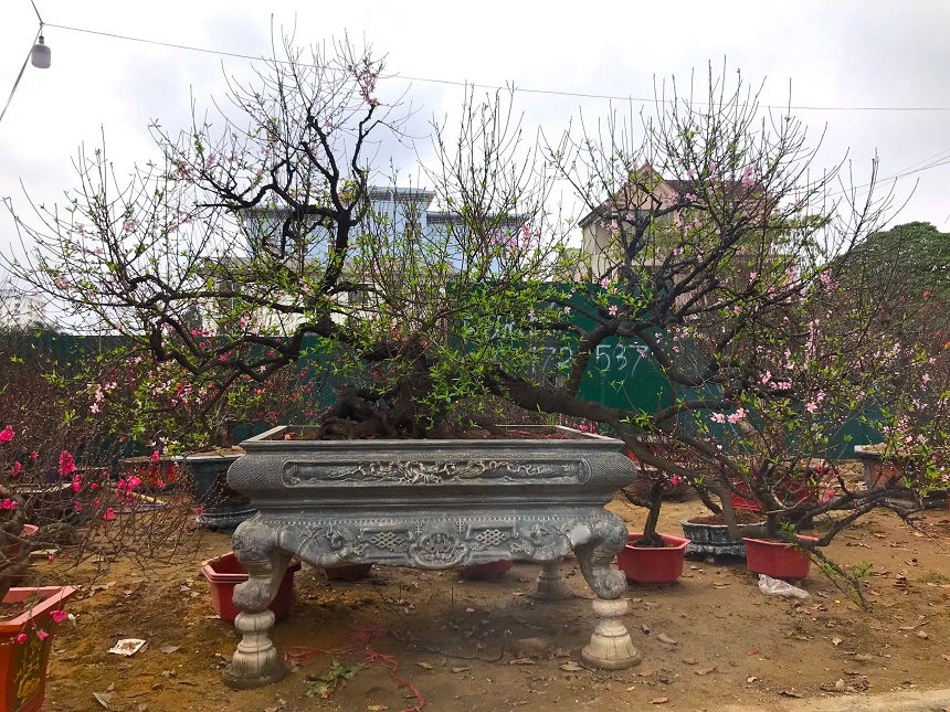 Cây đào phai được anh Tăng Văn Sang, xã Đại Sơn, huyện Đô Lương đưa từ Hà Nội về cho thuê Tết tại TP Vinh. Ảnh: DT