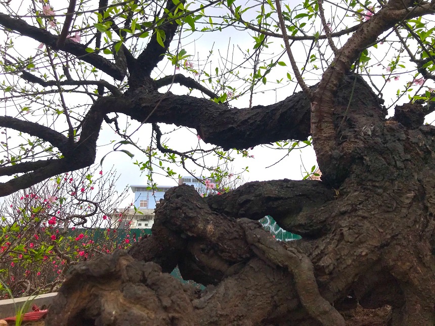 Cây đào cổ thụ dáng 'rồng bay, phượng múa' được chủ nhân hét giá cho thuê 150 triệu. Ảnh: FB