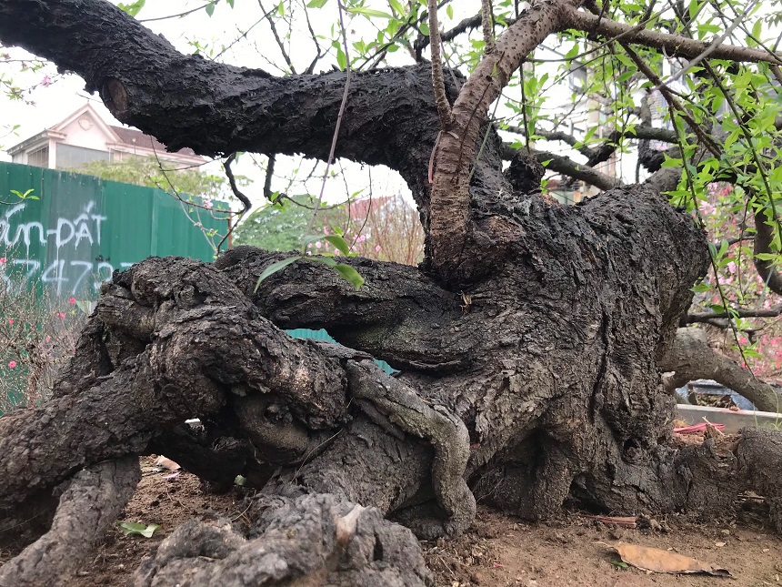 Bộ gốc xù xì nhuốm màu thời gian với nhiều rễ cuộn vào nhau nhìn như những 'bàn chân rồng' thực thụ. Ảnh: DN&TT