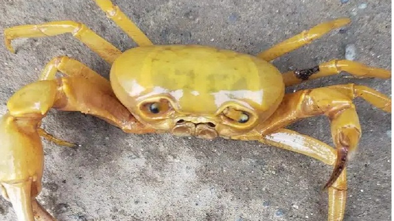 Vẻ mặt của chú cua đại diên cho một năm kinh tế buồn khi nhiều người bị ảnh hưởng của dịch Covid-19. Ảnh: FB