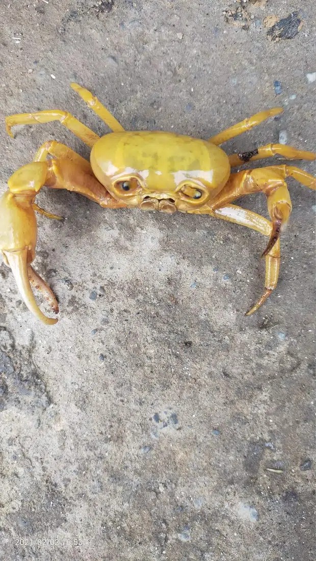 Chỉ có những ai mất thưởng Tết hay chưa có người yêu ra mắt dịp Tết này mới thấu cảm được nỗi buồn của tui.