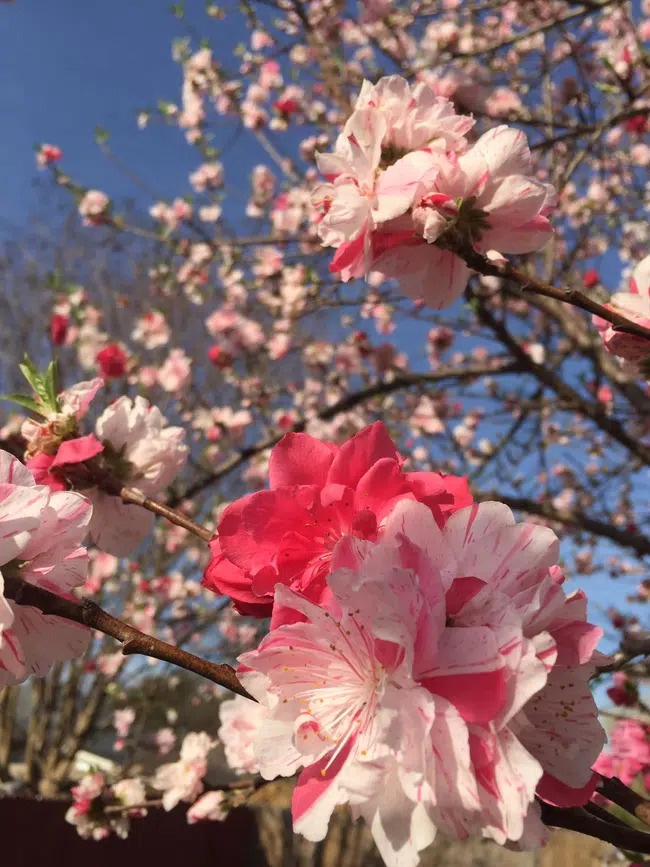 Cây hoa đào đột biến nhìn màu gì cũng đẹp.