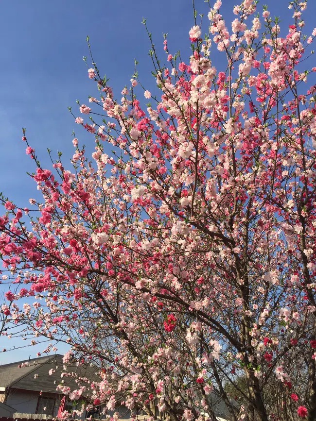 Nếu ở Việt Nam cây đào đột biến này chắc sẽ phải đắt ngang ngửa với dòng lan đột biến đang làm mưa làm gió chợ mạng.