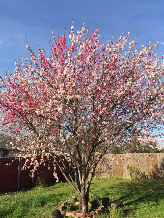 Cây hoa đào mix 3 màu siêu quý hiếm khoe sắc rực rỡ.